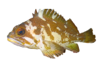 Gopher Rockfish