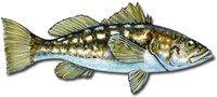 Kelp bass