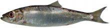 Image of pacific herring