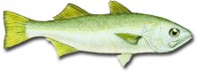 Image of queeenfish