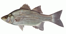 Image of white bass