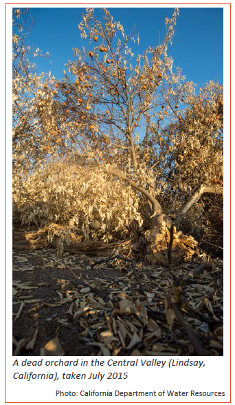 A dead orchard in the Central Valley of California.