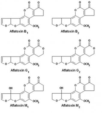 Aflatoxins
