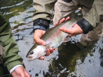 Rainbow Trout